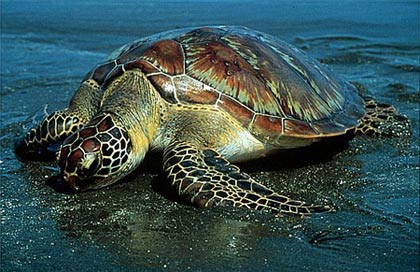 Sea turtles are driven by the earth's magnetic field