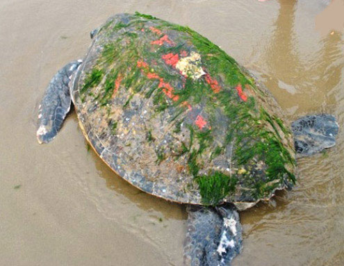 Picture 1 of Sea turtles are heavy near the fishing net