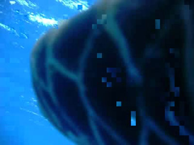 Picture 1 of Sea turtles cause fever on YouTube