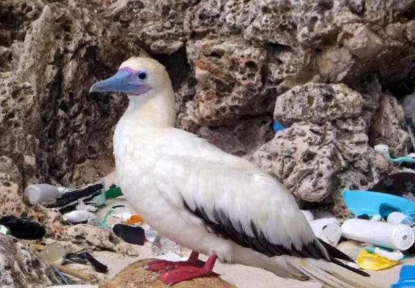 Picture 1 of Seabirds eat more plastic than eat fish