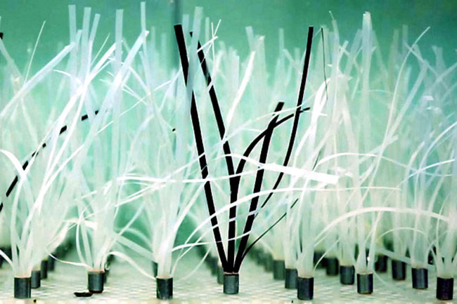 Picture 1 of Seagrass and the potential to resist coastal encroachment