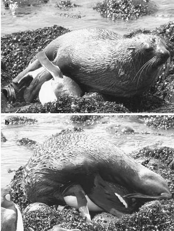 Picture 1 of Seals mate with penguins