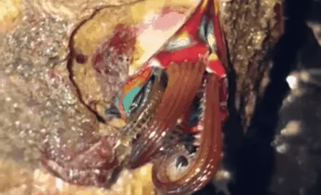 Searching for a mysterious creature that looks like an images 1