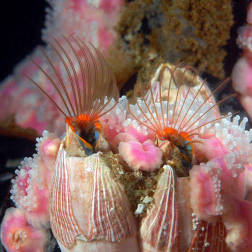 Searching for a mysterious creature that looks like an images 2