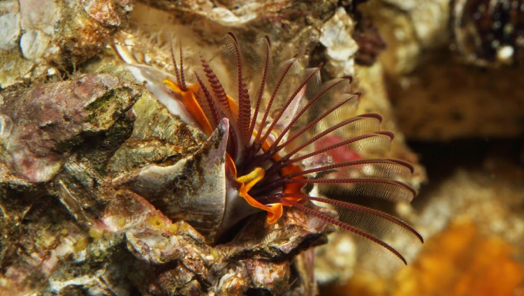 Searching for a mysterious creature that looks like an images 3