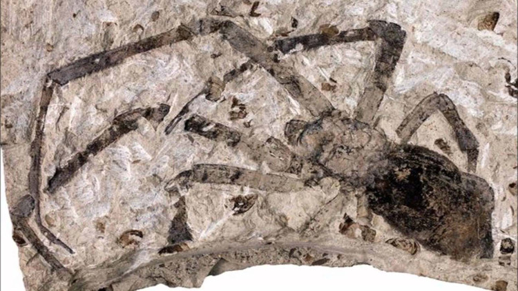 Picture 4 of Searching for traces of giant spider monsters eating humans in ancient times