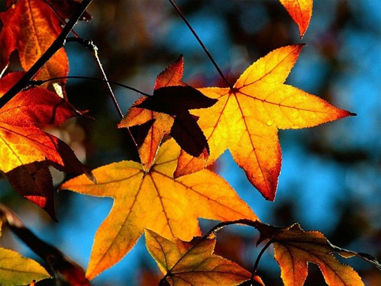 Picture 1 of Seasonal transition makes people change 'unpredictable'