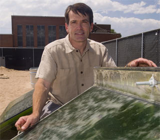 Picture 2 of Seaweed energy of the future