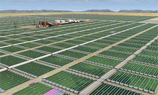 Picture 3 of Seaweed energy of the future