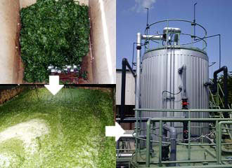 Picture 4 of Seaweed energy of the future