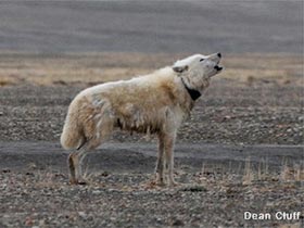 Secret decoding of the life of the Arctic wolf species images 1