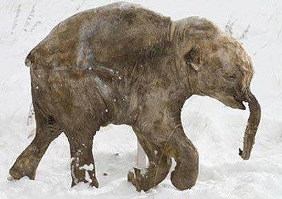 Picture 1 of Secret of 37,000-year-old mammoths