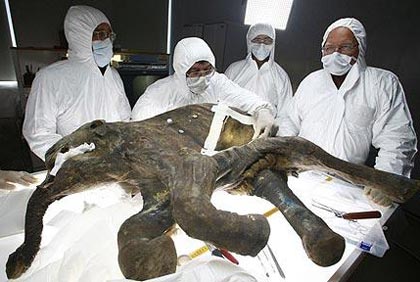 Picture 2 of Secret of 37,000-year-old mammoths