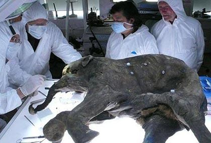 Picture 3 of Secret of 37,000-year-old mammoths