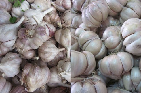 Picture 5 of Secret of identifying Chinese agricultural products