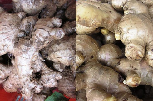 Picture 7 of Secret of identifying Chinese agricultural products