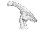 Picture 1 of Secret of the crest of the duck beak dinosaur