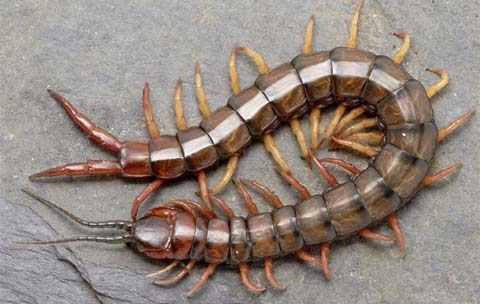 Picture 9 of Secret weapons of insects