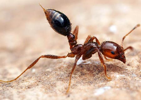Picture 1 of Secrets of ant sleep