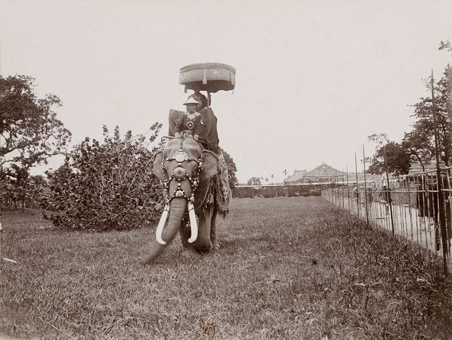 Picture 4 of 'Secrets of taming elephants of the Central people 400 years ago