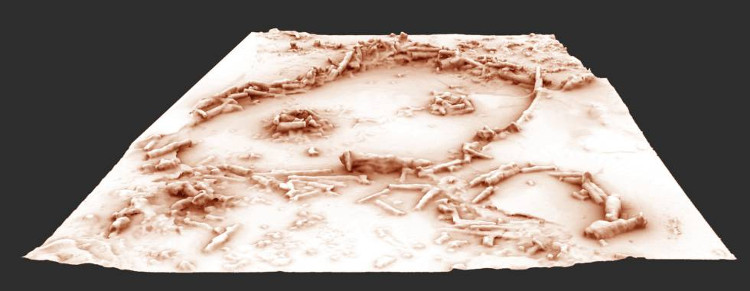Picture 2 of See a 175,000-year-old wall in a French cave