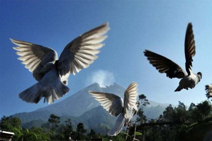 Picture 12 of See active volcanoes around the world