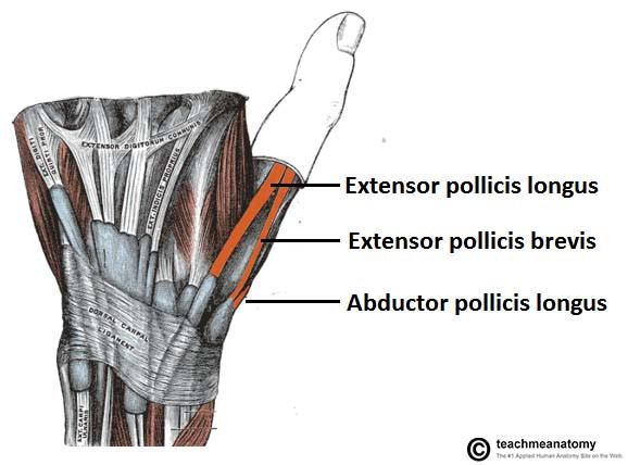 Picture 2 of See all day but you probably don't know what this 'hollow' is for