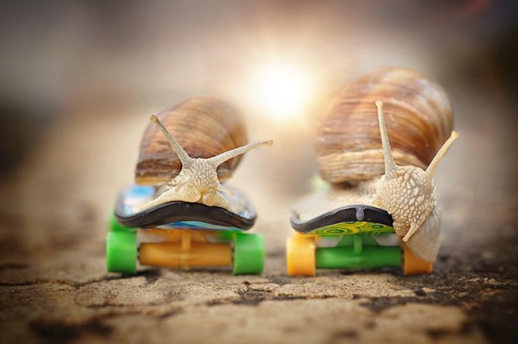 Picture 1 of See beautiful photos like a angel of a snail