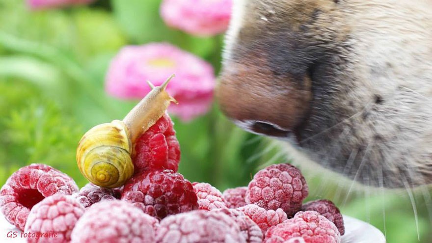Picture 10 of See beautiful photos like a angel of a snail
