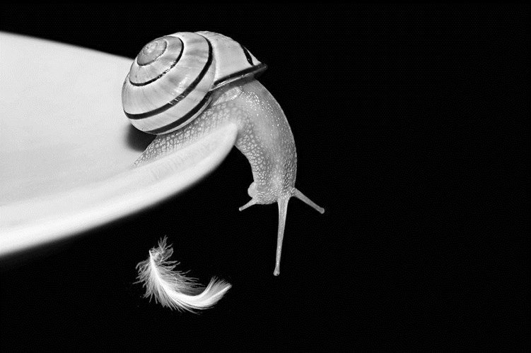 Picture 11 of See beautiful photos like a angel of a snail