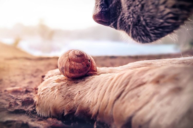 Picture 12 of See beautiful photos like a angel of a snail