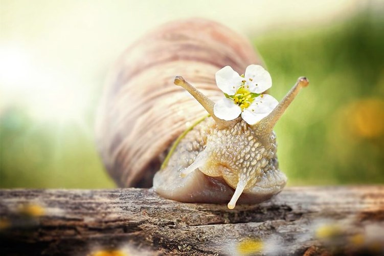 Picture 2 of See beautiful photos like a angel of a snail