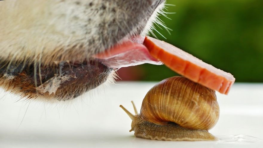 Picture 3 of See beautiful photos like a angel of a snail