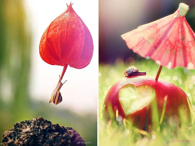 Picture 4 of See beautiful photos like a angel of a snail