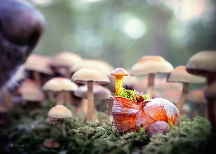 Picture 6 of See beautiful photos like a angel of a snail