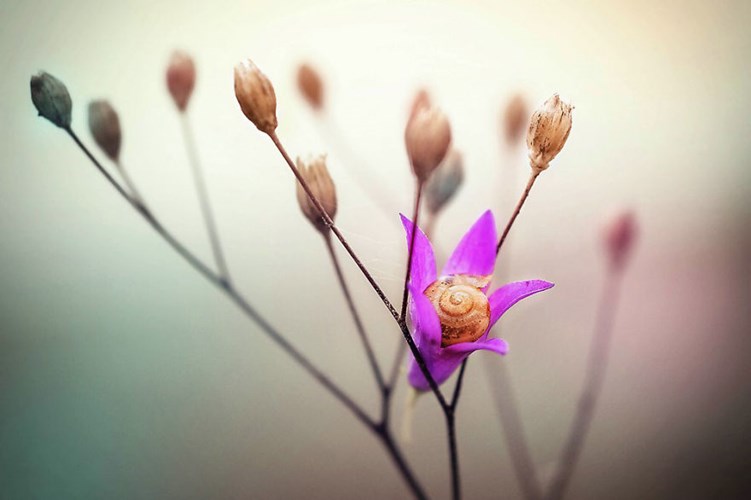 Picture 7 of See beautiful photos like a angel of a snail