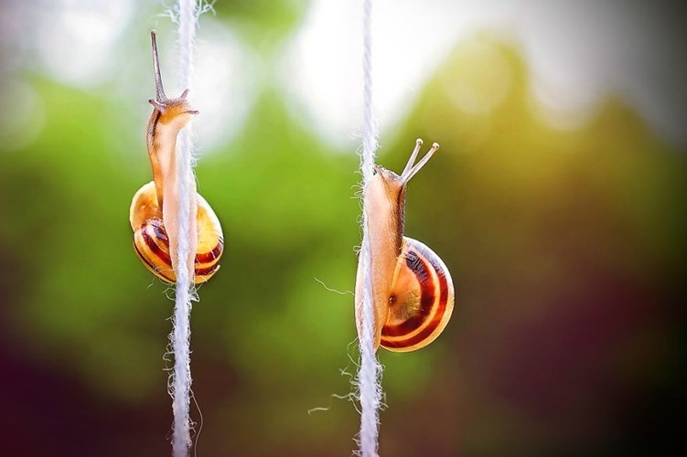 Picture 8 of See beautiful photos like a angel of a snail