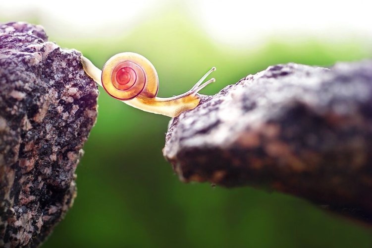Picture 9 of See beautiful photos like a angel of a snail