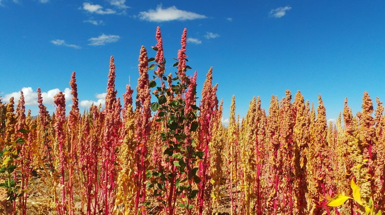 Picture 12 of See Bolivian farmers harvesting 'golden food'