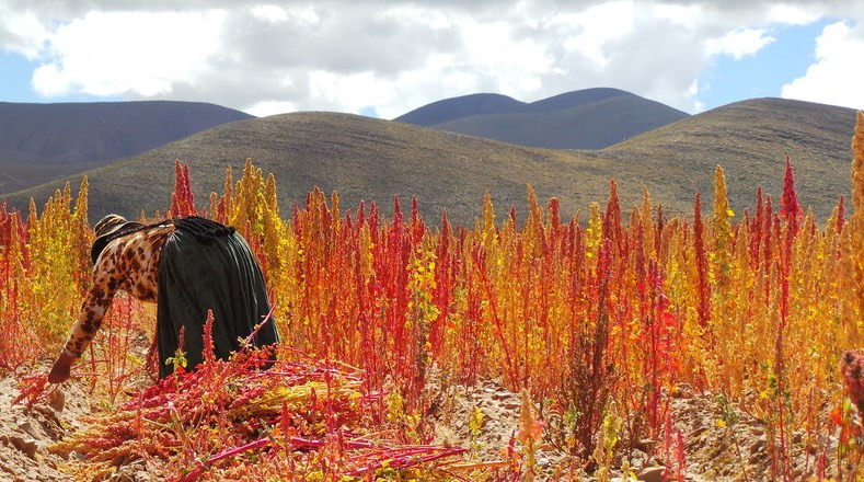 Picture 13 of See Bolivian farmers harvesting 'golden food'