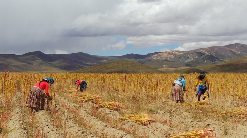 Picture 14 of See Bolivian farmers harvesting 'golden food'