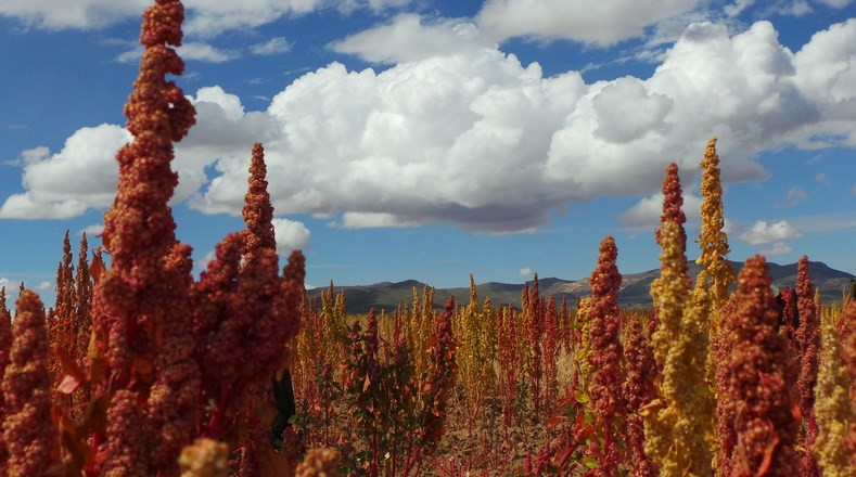 Picture 15 of See Bolivian farmers harvesting 'golden food'