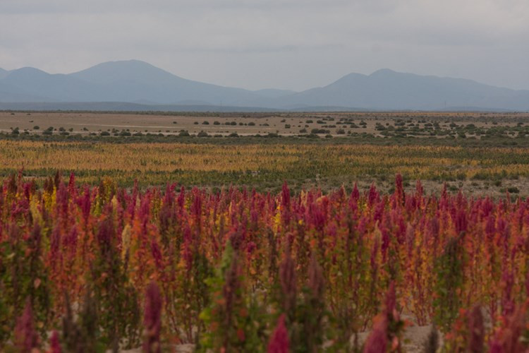 Picture 9 of See Bolivian farmers harvesting 'golden food'
