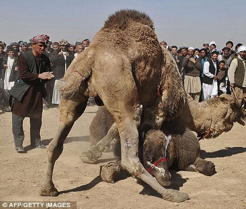 Picture 3 of See camel wrestling