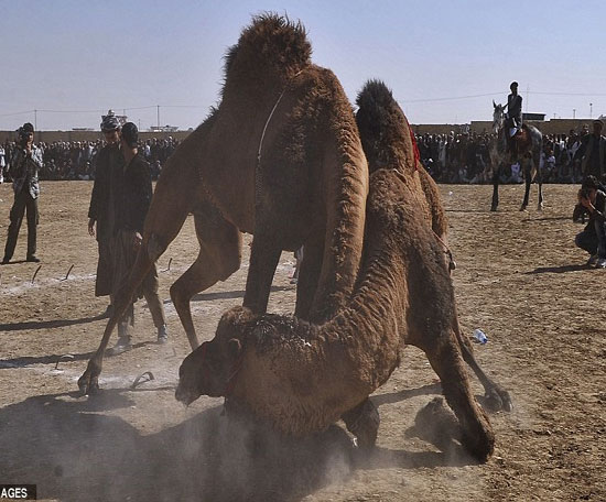 Picture 4 of See camel wrestling