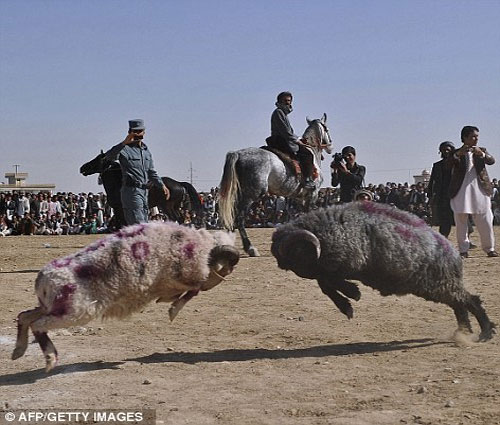 Picture 5 of See camel wrestling