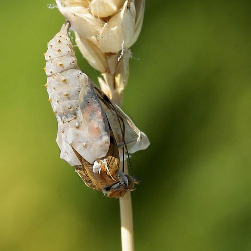 Picture 2 of See caterpillar butterflies