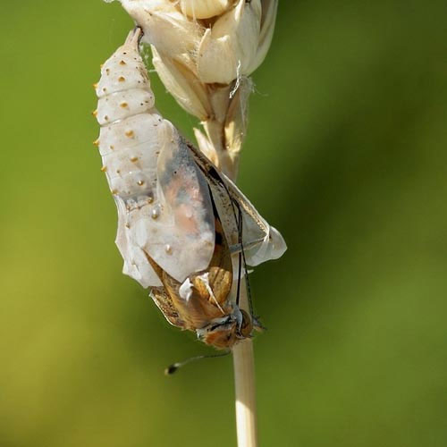 Picture 3 of See caterpillar butterflies