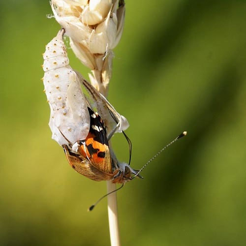 Picture 4 of See caterpillar butterflies