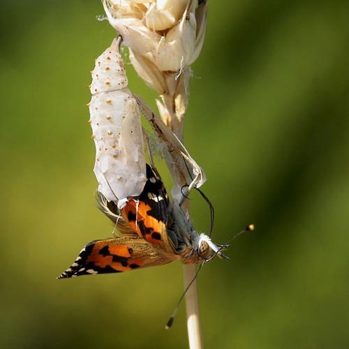 Picture 5 of See caterpillar butterflies